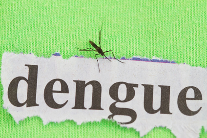 Dengue-Fieber wird durch Stechmücken übertragen