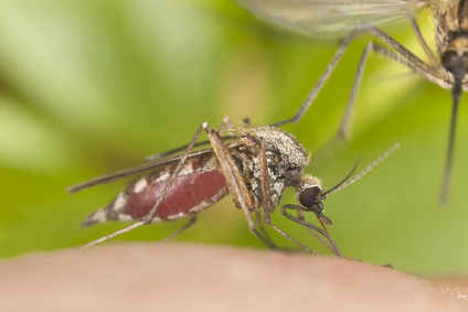 Der Erreger der Malaria wird durch die Anopheles Mücke übertragen
