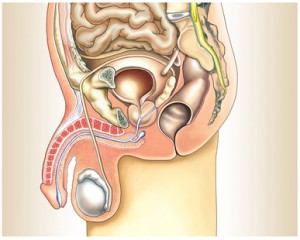Mann unterleib anatomie Prostata: Anatomie,
