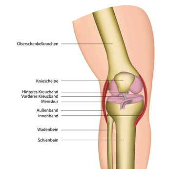 Die Knie-Seitenbänder sorgen für die Stabilität des Gelenkes